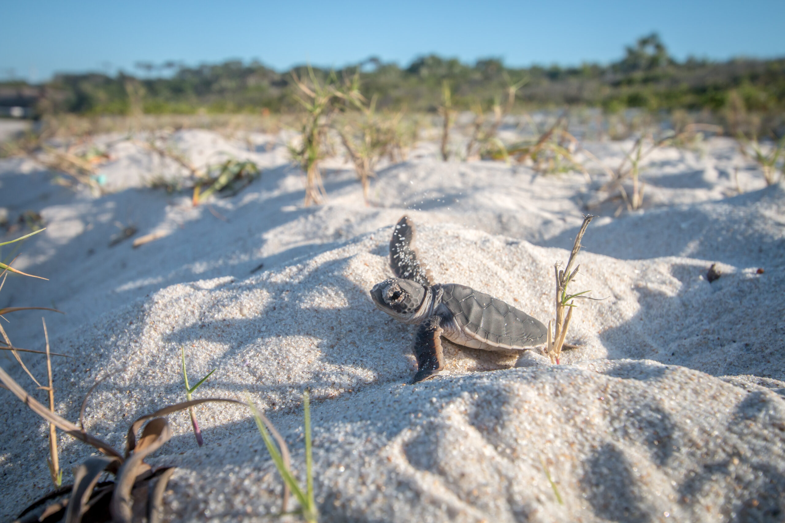 Sea Turtle Nesting Season in Fort Lauderdale: Everything You Need to Know